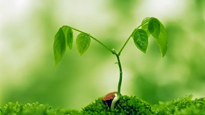 Tumbuhan Paling Langka Dan Unik Di Dunia