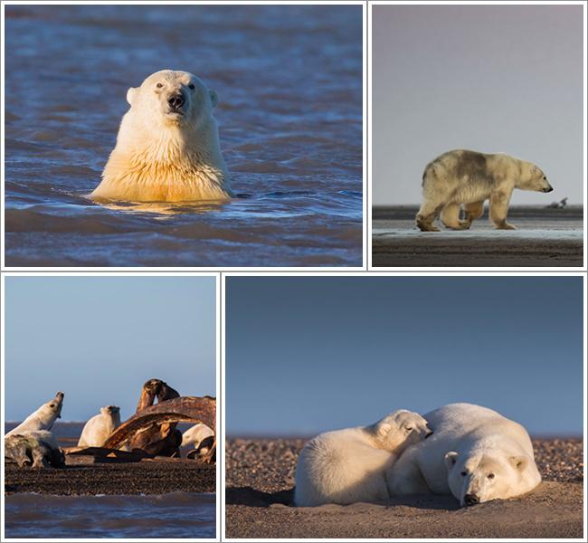 Beruang kutub ini sudah lama tak merasakan adanya salju di rumah mereka di Pulau Barter | Photo: Copyright metro.co.uk