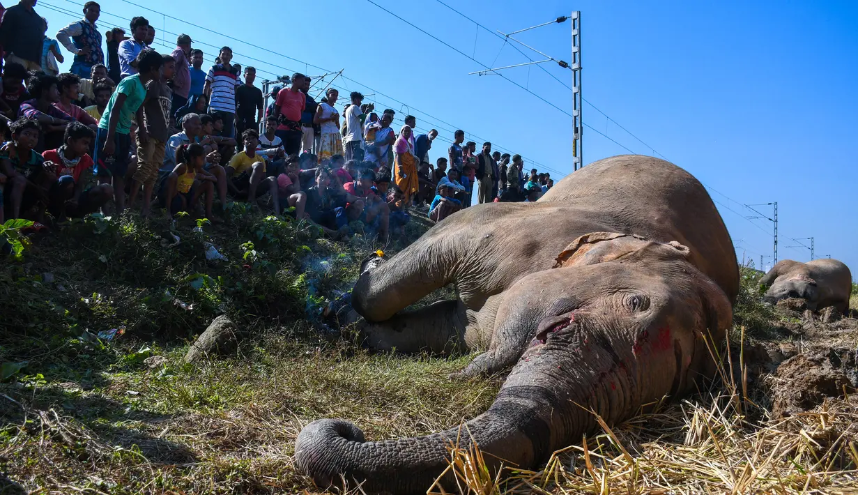 Penduduk desa menyaksikan dua gajah yang mati setelah bertabrakan dengan kereta di Morigaon, Assam, India, Rabu (1/12/2021). Pergerakan kereta tidak terpengaruh karena insiden itu. (Biju BORO/AFP)