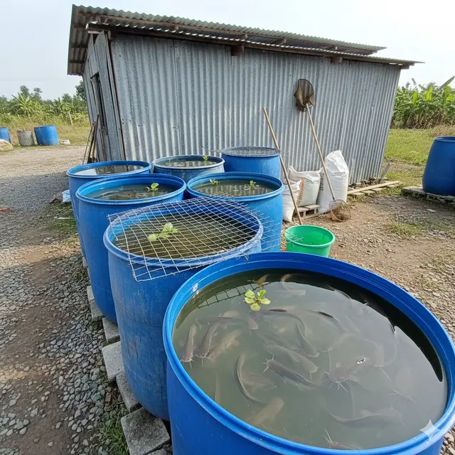 Ikan yang Cocok Dibudidayakan di Drum Bekas (Foto: Gemini AI)