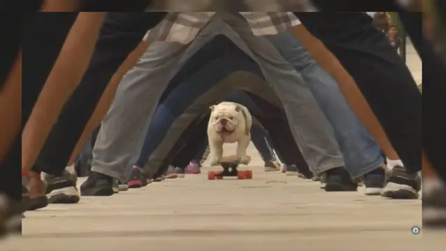 Anjing Buldog Otto
