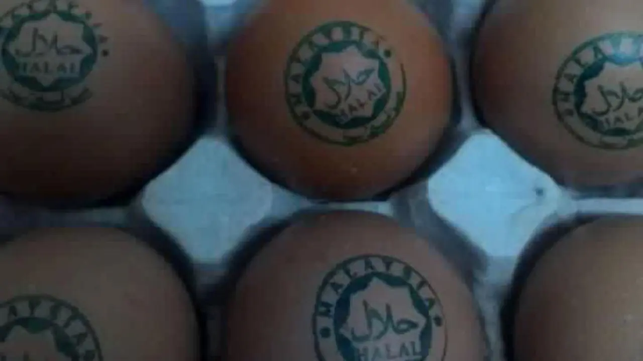 Perdebatan Telur Ayam Halal Ini Lebih Lucu dari Meme Teletubbies!