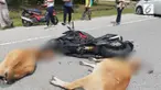Seorang pengendara motor gede di Malaysia koma setelah menabrak dan diinjak-injak kawanan sapi.