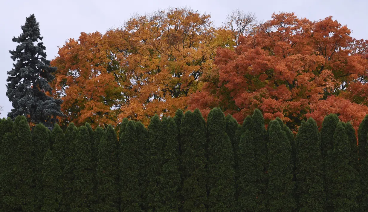 Daun mencapai warna puncaknya di Crystal Lake, Illinois, Amerika Serikat, 12 Oktober 2020. (Paul Valade/Daily Herald via AP)