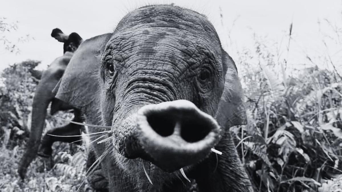 Dunia Konservasi Berduka Gajah Tari Mati di Riau, Apa Perannya Bagi Hutan?