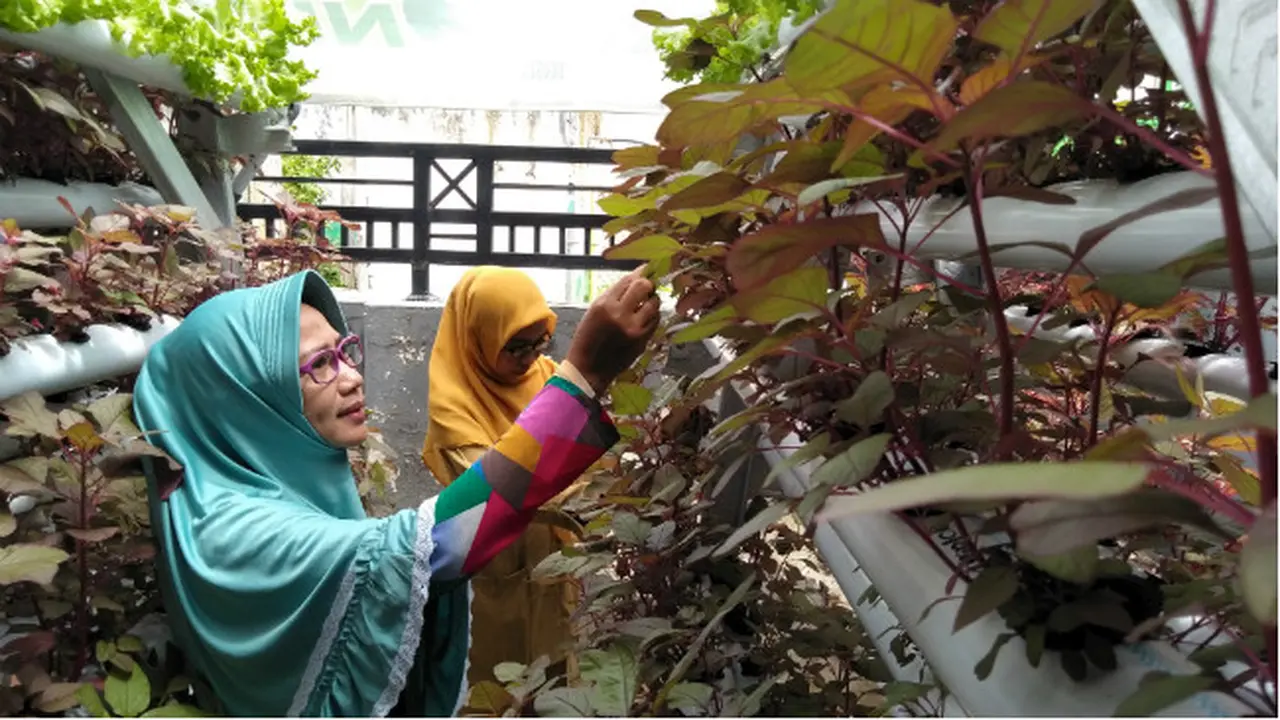 Segarnya Kampung Hidroponik di Tengah Kota Sumenep