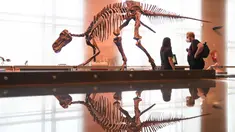 Orang-orang mengamati dinosaurus yang dipamerkan di Museum Institut Ilmu Pengetahuan Alam Kerajaan Belgia di Brussel, Belgia (15/9/2020). Museum ini membuka rute satu arah baru untuk menawarkan kepada publik cara yang aman untuk berkunjung di tengah pandemi COVID-19. (Xinhua/Zheng Huansong)