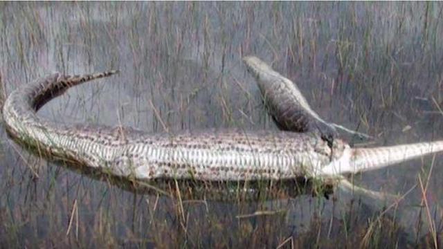 6 Potret Ular Bernasib Tragis Karena Rakus, Ada yang Mati Usai Makan Landak