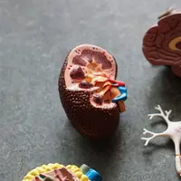 Ilustrasi Batu Ginjal Credit: unsplash.com/Robina