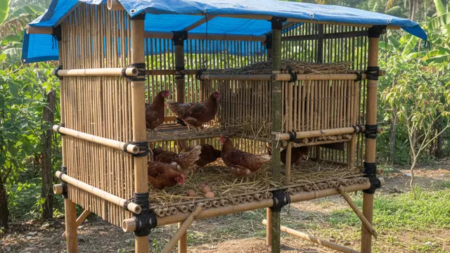 Contoh Kandang Ayam Petelur Skala Kecil Rumahan. AI