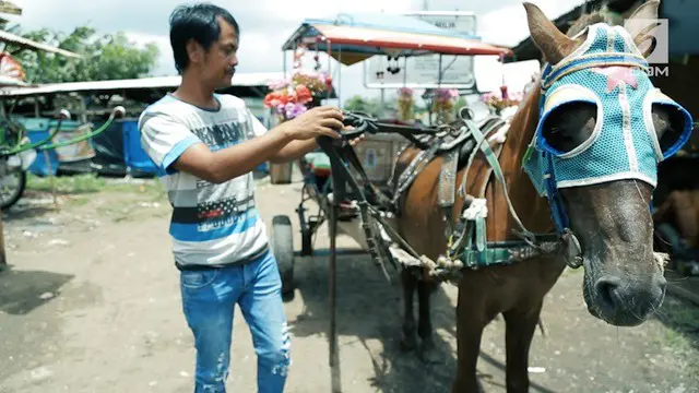 Delman menjadi alat transportasi yang tidak asing di Jakarta. Keberadaan delman kini tergeser oleh moda transportasi berbasis mesin.