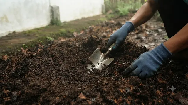 Cara Menanam Pakis Sayur di Pekarangan Rumah