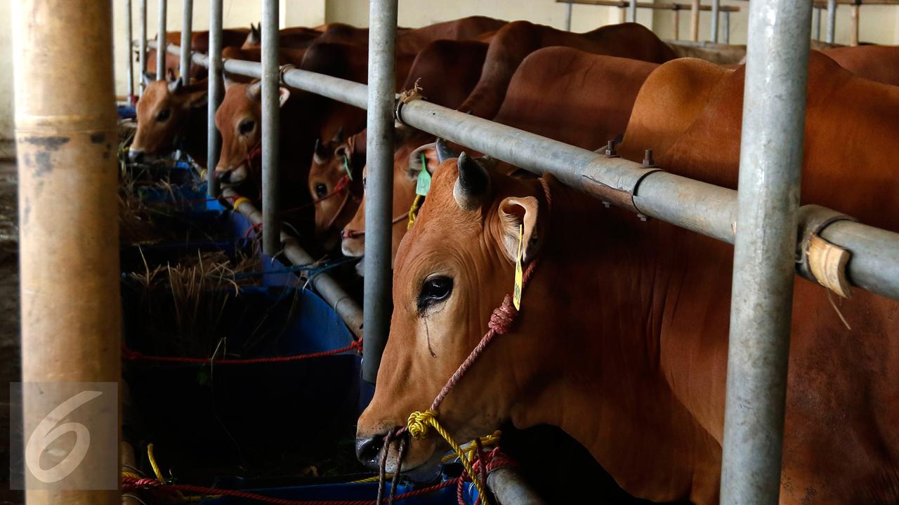 20150909-Sapi Qurban-Jakarta