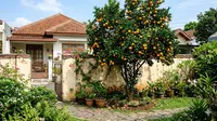 9 Cara Merangsang Pohon Jeruk agar Berbuah Sepanjang Tahun dengan Optimal, Wajib Simak