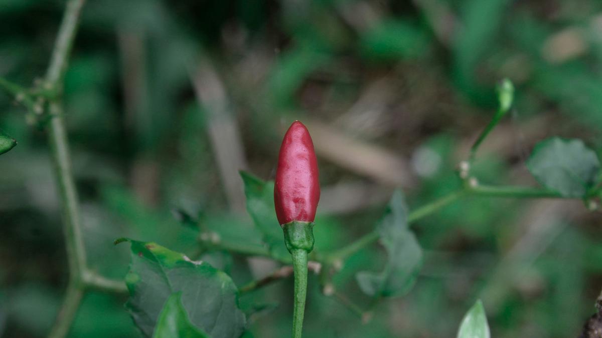 Solusi Tanaman Cabai Layu Mendadak Padahal Sudah Disiram, Ketahui Tips Mengatasinya