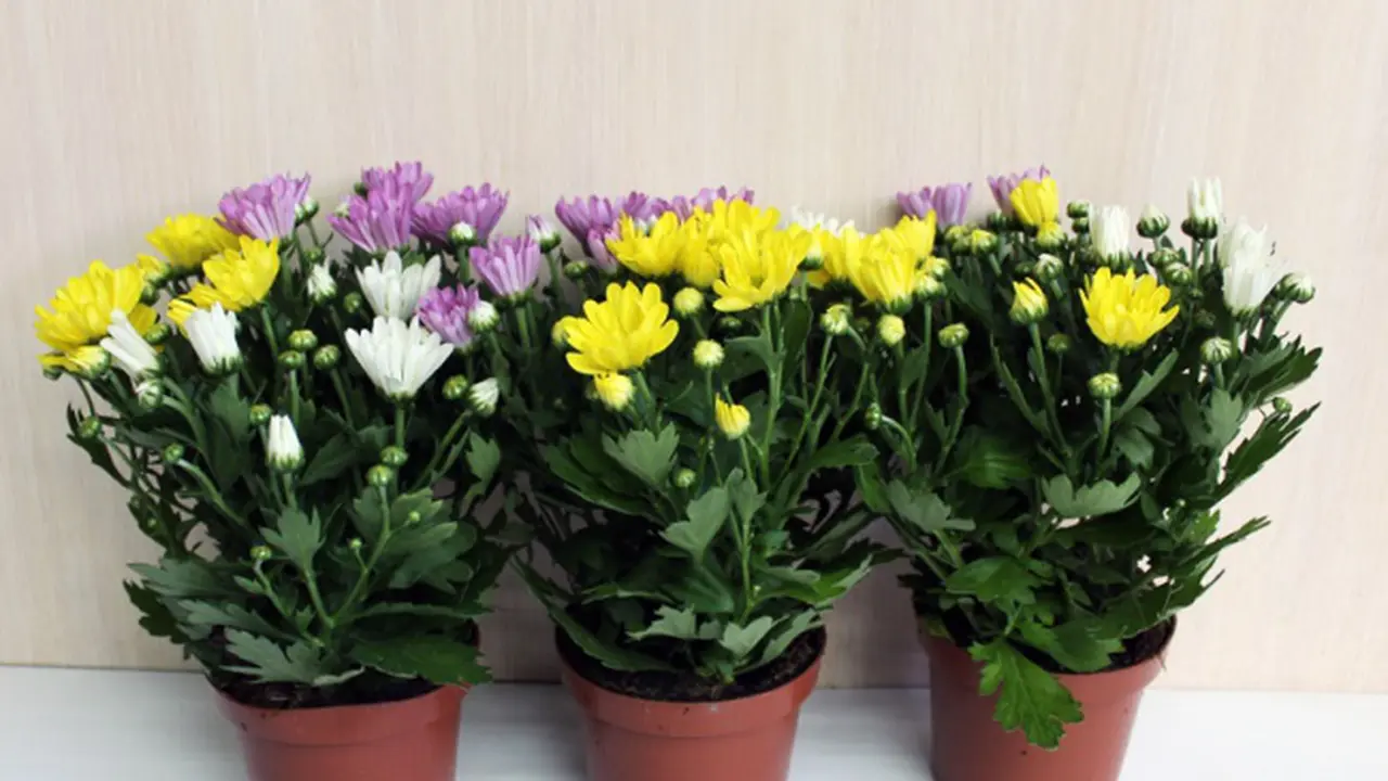 Potted chrysanthemums