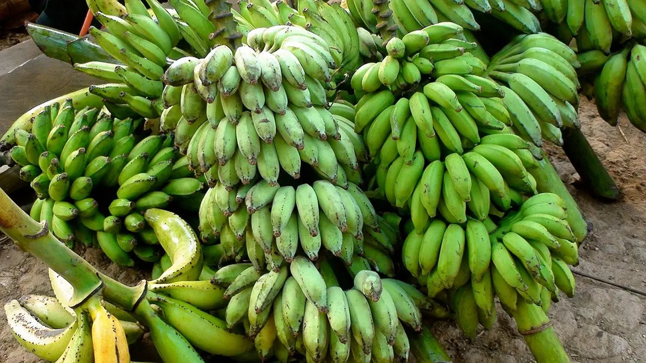 Ilustrasi Pisang Mentah
