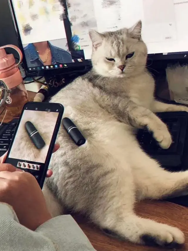 7 Potret Menggemaskan Kucing Pura-Pura Lagi Kerja