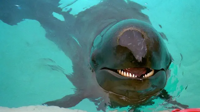 Wolphin