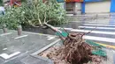 Sebuah pohon tumbang terlihat setelah Topan Doksuri mendarat di Xiamen, di provinsi Fujian timur China pada 28 Juli 2023.
(STR/AFP)