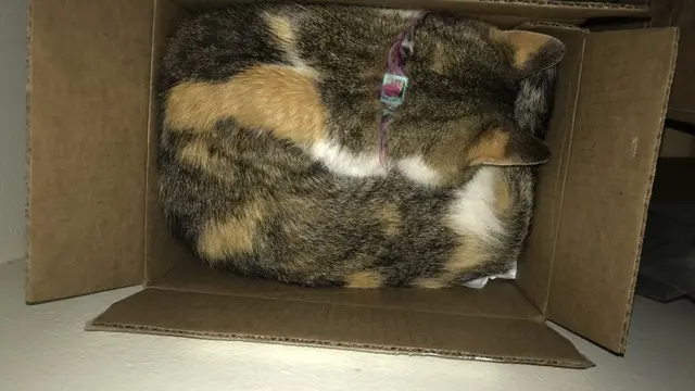 Bukti kucing adalah benda cair
