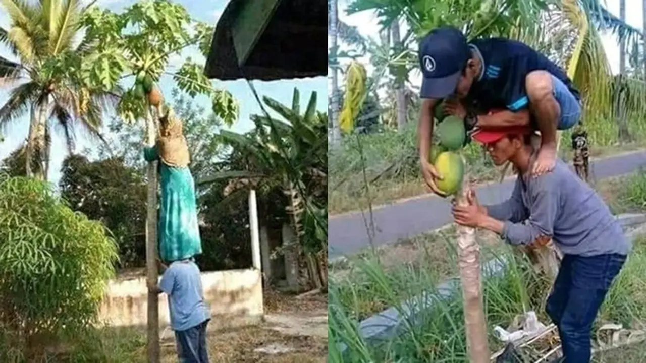 6 Tingkah Orang Petik Pepaya Ini Bikin Ngakak, Nyeleneh