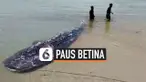 vertical betina