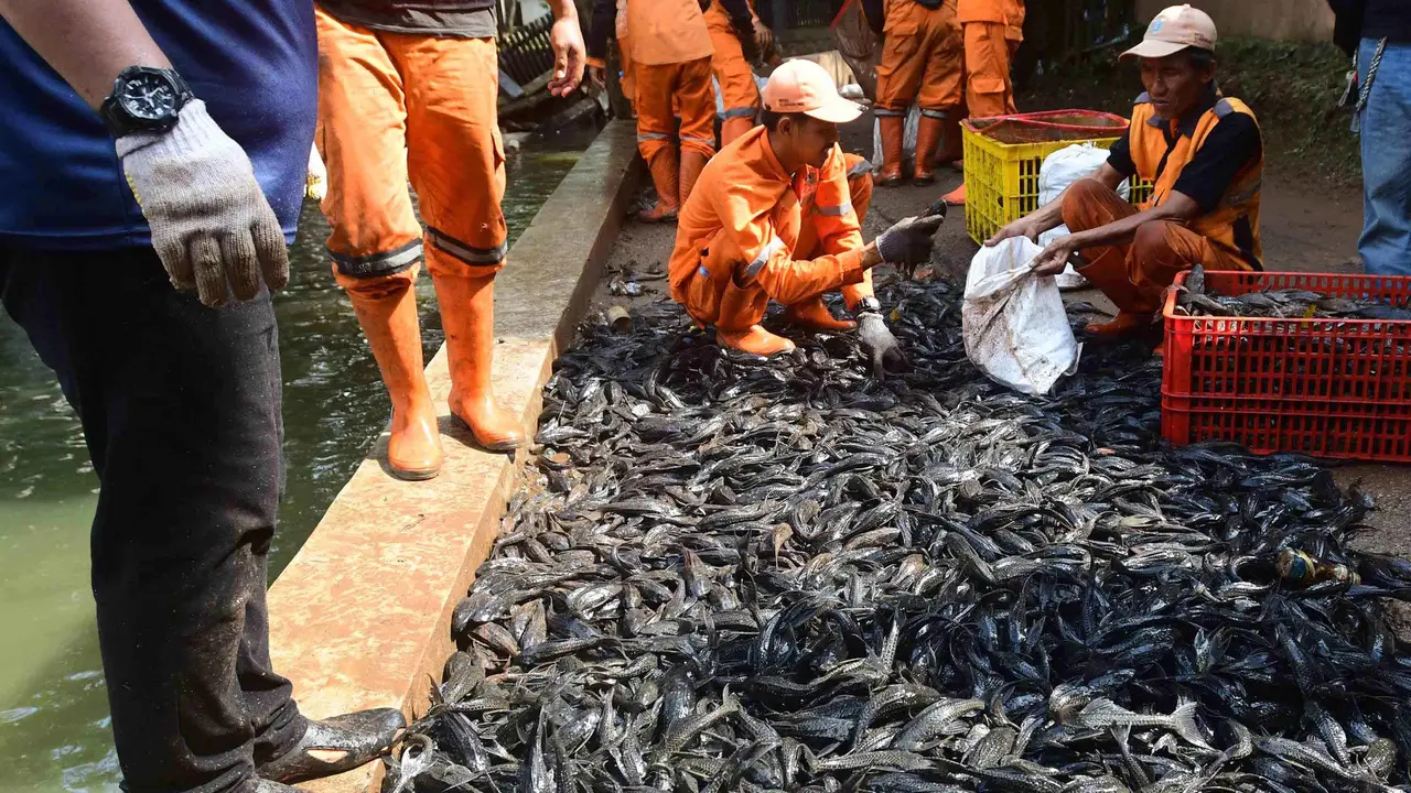 3 Ton Ikan Sapu-Sapu Terjaring dalam Operasi di Setu Babakan Jagakarsa
