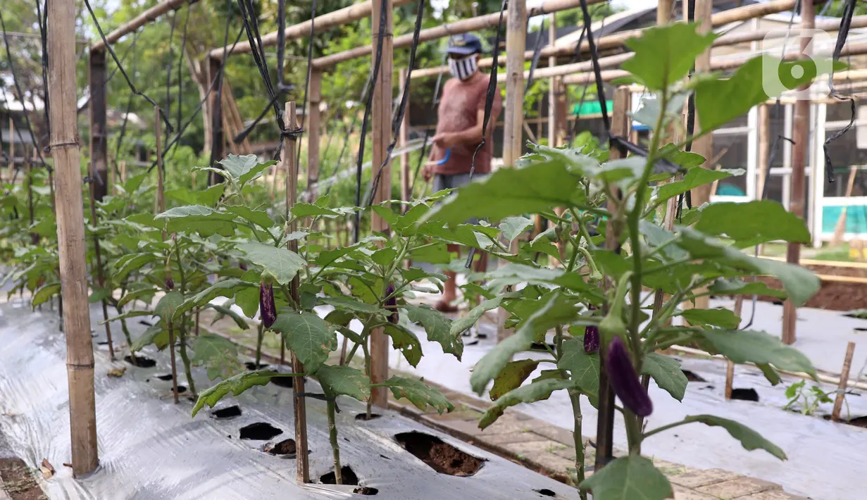 Deratan sayuran yang ditanam di pekarangan Kompleks Pondok Arum RT 05/02, Kecamatan Karawaci, Kota Tangerang, Banten, Rabu (15/7/2020). Selain dinikmati warga, hasil panen juga kerap dijual ke pasar. (Liputan6.com/Angga Yuniar)