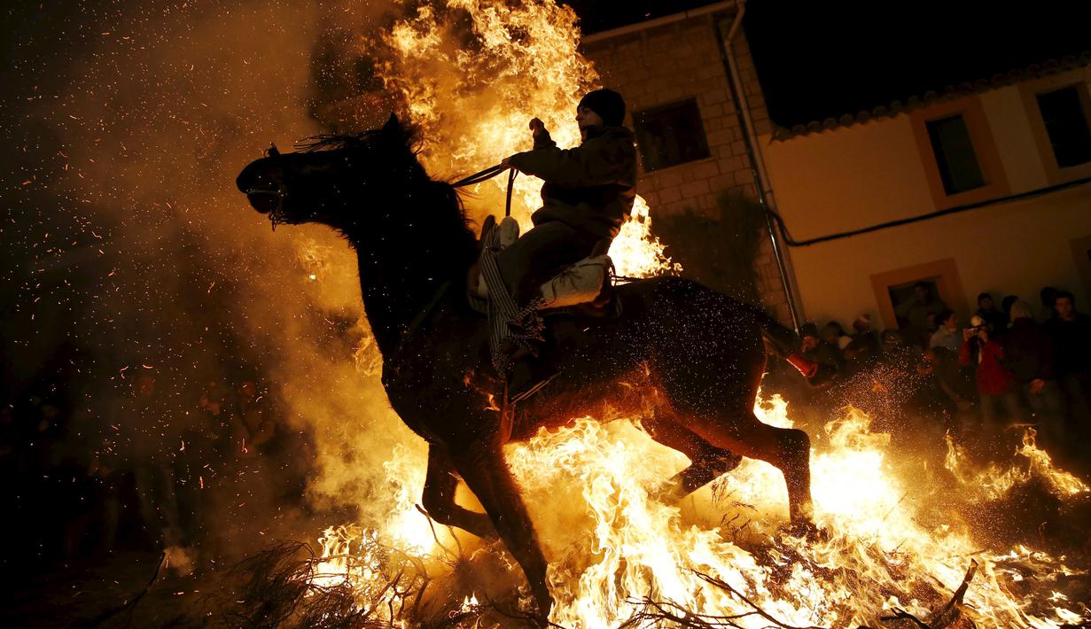 Seorang pria mengendarai kuda melintas kobaran api selama perayaan " Luminarias " di desa San Bartolome de Pinare, Spanyol, (16/1). Luminarias adalah suatu perayaan agama tahunan yang digelar setiap malam di hari Saint Anthony. (REUTERS / Susana Vera)