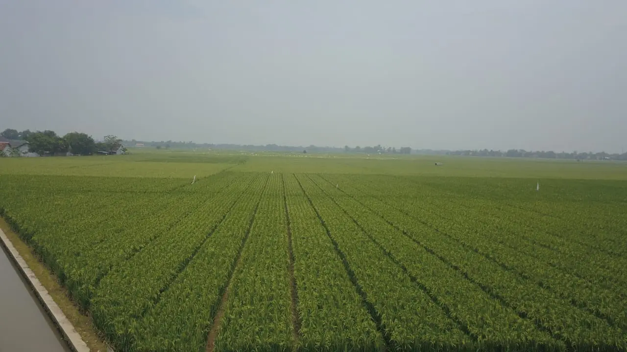 Lahan Pertanian