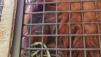 Salah satu orang utan jantan dewasa di Pusat Suaka Orangutan Arsari (PSO-ARSARI) yang dipersiapkan untuk kembali ke hutan meski dalam bentuk enclosure.