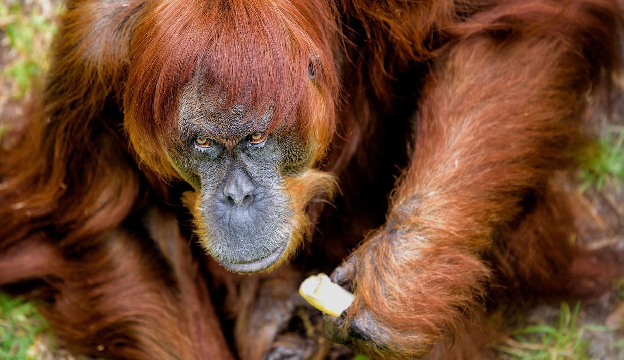 Puan menikmati pisang di kandangnya di Kebun Binatang Perth di Australia, Kamis (27/10).  Petugas Kebun Binatang Perth mengatakan, kesehatan Puan sangat baik tetapi semakin bertambahnya usia, Puan kerap "marah-marah". (Perth Zoo/Alex Asbury/ REUTERS)