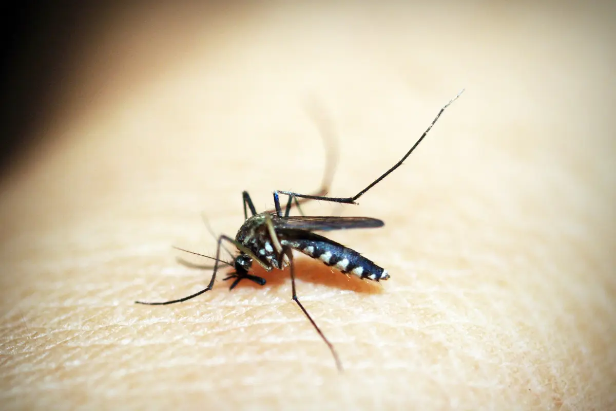 Menjadi Obat Herbal Malaria