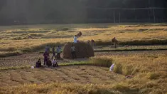Sejumlah petani memanen padi di sebuah sawah di Desa Awantipora, Distrik Pulwama dekat Kota Srinagar, Kashmir yang dikuasai India (23/9/2020). (Xinhua/Javed Dar)