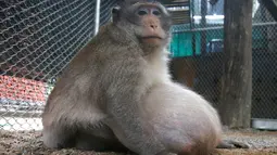 Monyet liar berjulukan Uncle Fat yang mengalami obesitas duduk dalam kandang di pusat rehabilitasi kota Bangkok di Thailand, 19 Mei 2017. Monyet dengan berat 27 kg ini mesti menjalani diet ketat dengan hanya makan buah dan sayur. (AP Photo/Sakchai Lalit)