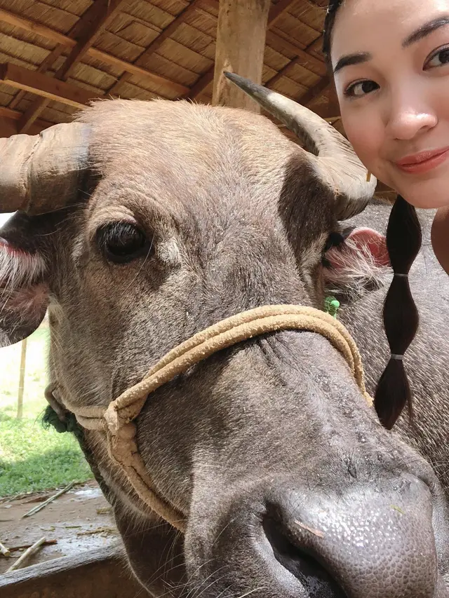 7 Potret Liburan Patricia Devina ke Laos, Enggak Takut Mandikan Kerbau