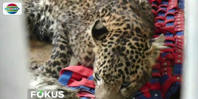 Seekor Macan Tutul Ditangkap Warga di Lereng Gunung Lawu