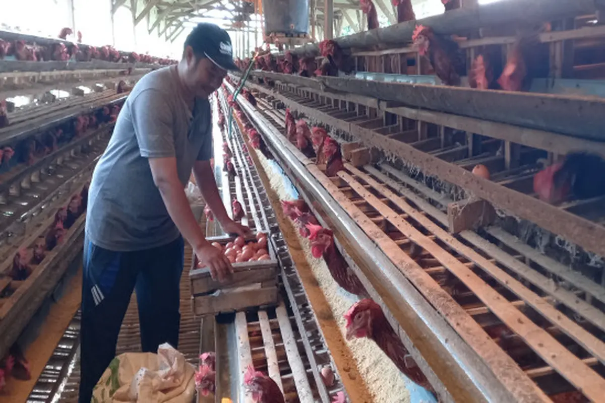 Peternak Ayam di Malang Jelaskan Dua Faktor Pemicu Kenaikan Harga Telur
