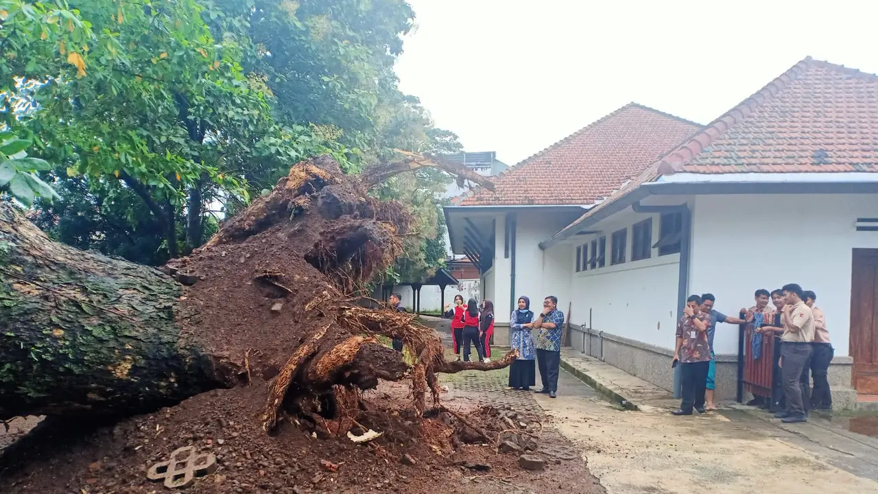 Pohon tua tumbang di SMAN 1 Semarang. (Foto: Liputan6.com/Istimewa-Heni Purwono)
