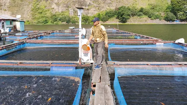 Sistem Keramba Jaring Apung (KJA) di Danau Toba, Sumatera Utara.