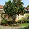 8 Pohon Buah Pendek untuk Taman Rumah Kecil, Cocok Ditanam di Pot
