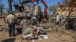 Petugas Taman Afrika memeriksa keamanan dan keselamatan sejumlah gajah sebelum dipindahkan di Majete Game Reserve, Malawi selatan (14/7). Selain itu pemindahan gajah ini juga bertujuan untuk meningkatkan daya tarik wisata.(AFP Photo/Amos Gumulira)