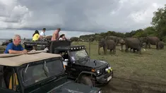 Wisatawan melihat melihat kawanan gajah Asia di Taman Nasional Minneriya di Sri Lanka tengah utara (17/5). Taman ini merupakan tempat wisata yang populer untuk melihat gajah liar Asia berkumpul di lahan terbuka. (AFP Photo/Alex Ogle)