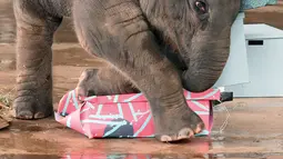 Bayi gajah bernama Neha berusaha membuka hadiah jelang ulang tahun pertamanya di Night Safari, Singapura, Kamis (11/5). Neha adalah bayi gajah Asia yang lahir pada tanggal 12 Mei, dan menjadi terkenal karena tingkahnya yang lucu. (AFP/ ROSLAN RAHMAN)