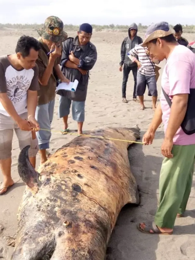 Petugas memeriksa bangkai anakan paus sperma yang terdampar di Pantai Jogosimo, Kebumen. (Foto: Liputan6.com/BKSDA Jateng/Muhamad Ridlo)