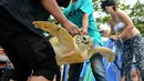 Sejumlah pria mengangkat seekor penyu hijau untuk dilepasliarkan di Pantai Kuta, Bali, Selasa (7/2). Hasil penyelidikan polisi, penyu-penyu yang berhasil diamankan tersebut sejatinya akan dibuat menu makanan. (AFP PHOTO/ SONNY TUMBELAKA)