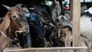 Sejumlah kambing diberi makan di Pasar Kambing Tanah Abang, Jakarta, Minggu (11/9). Satu hari jelang Idul Adha 1437 H, pedagang di pasar tersebut bisa menjual 70-90 ekor per hari dari harga Rp 2 juta hingga 5 juta. (Liputan6.com/Faizal Fanani)