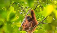 Studi Ungkap Suara Tawa Orangutan Bisa Pengaruhi Pilihan Makanan