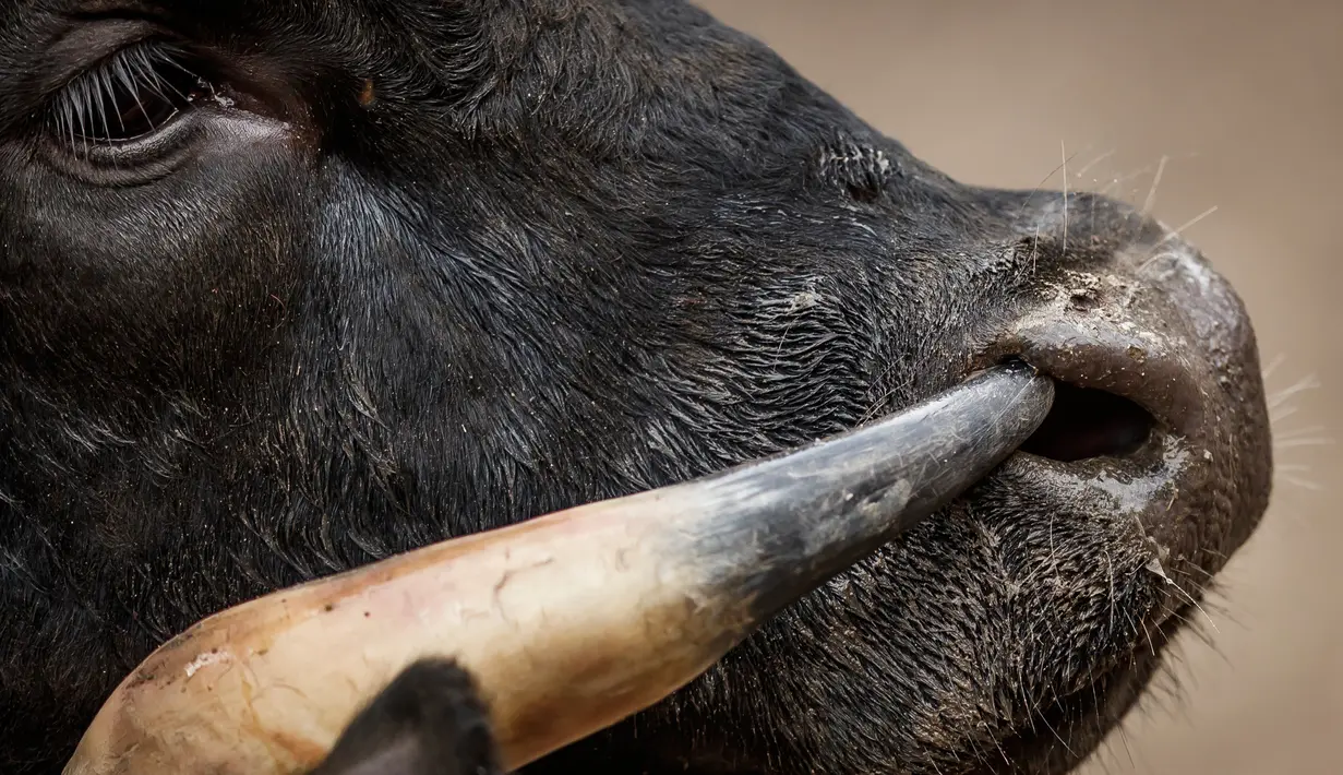 Tanduk sapi Herens menusuk hidung lawannya saat bertanding pada babak kualifikasi finale nationale de la race d'Herens di Aproz, Swiss, Minggu (5/5/2019). Acara tahunan ini diikuti oleh ratusan peternak dari seluruh penjuru Swiss. (Valentin Flauraud/Keystone via AP)